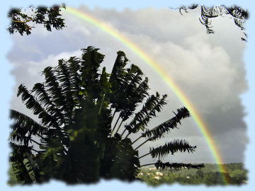 location villa martinique Balata's "arbre du voyageur"